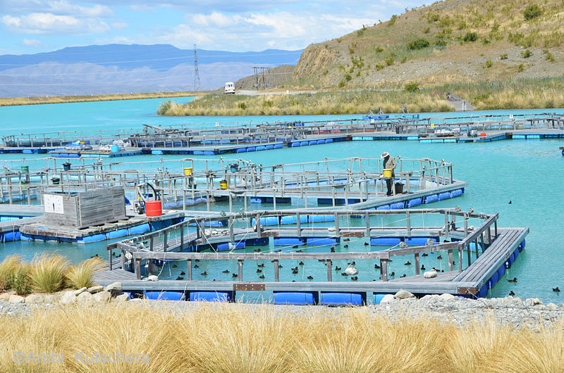 Fischfarm Waitaki Basin