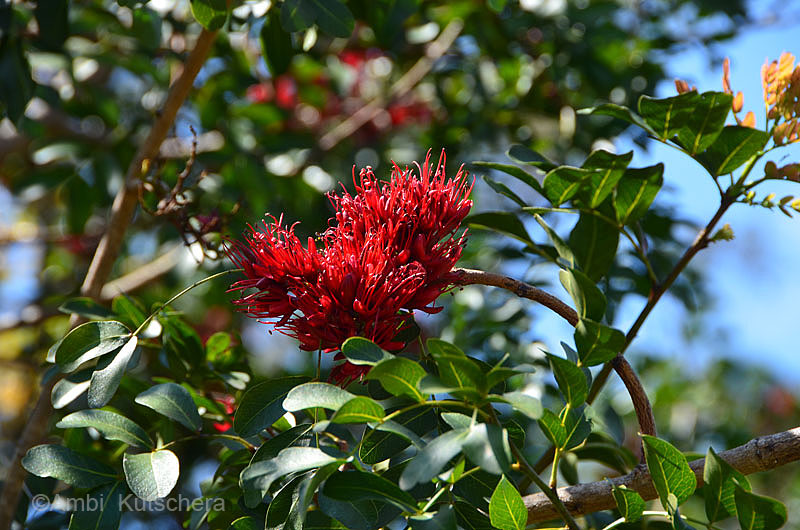 Telopea