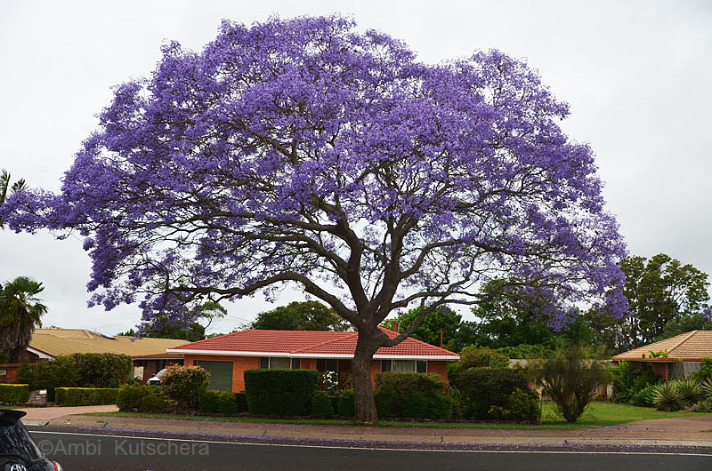 Jacaranda in Toowoomba